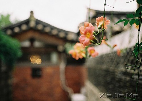 早安心语:时间会咬人,你不走就会满身伤痕 (3)