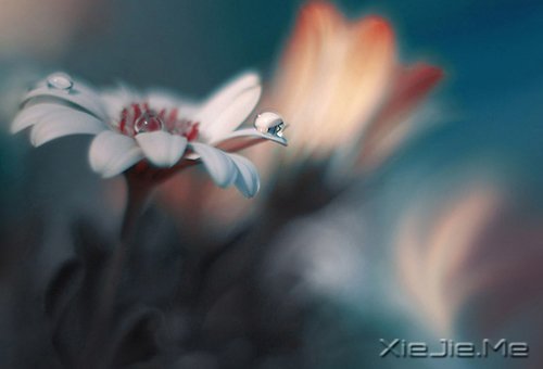 早安心语:时间会咬人,你不走就会满身伤痕 (4)